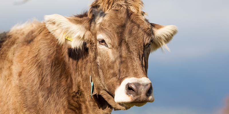 Feed  Beef Calf & Dairy Cows