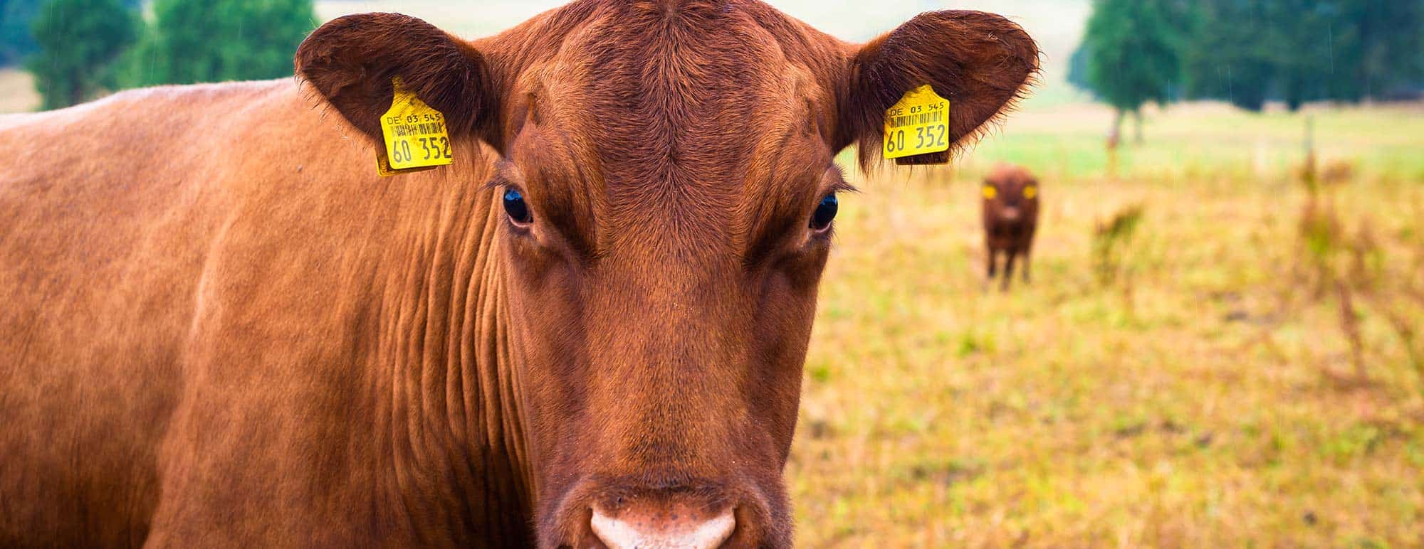 Beef Calf & Dairy Cows  Feed 